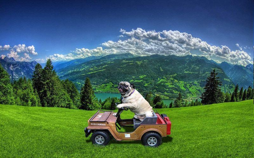 Animals on the go