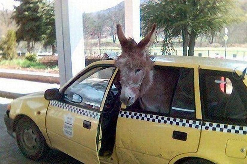 Animals on the go