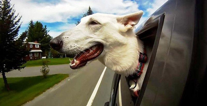 Animals on the go