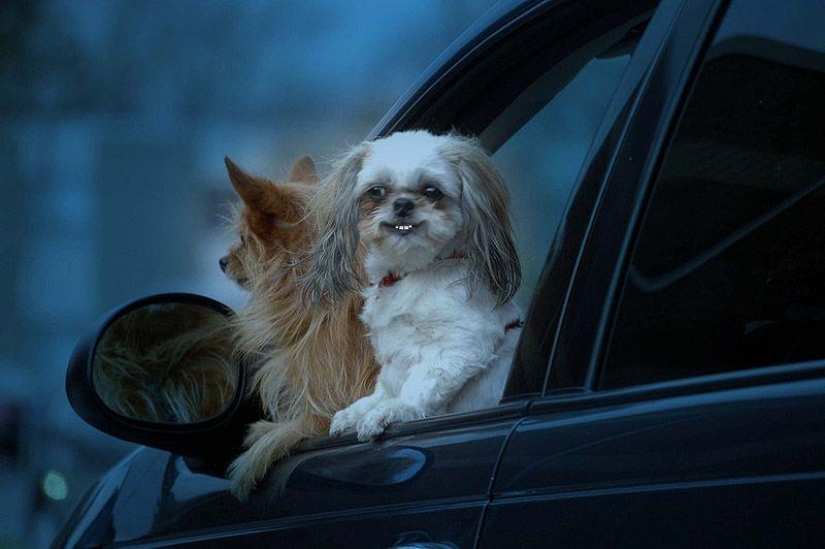 Animals on the go