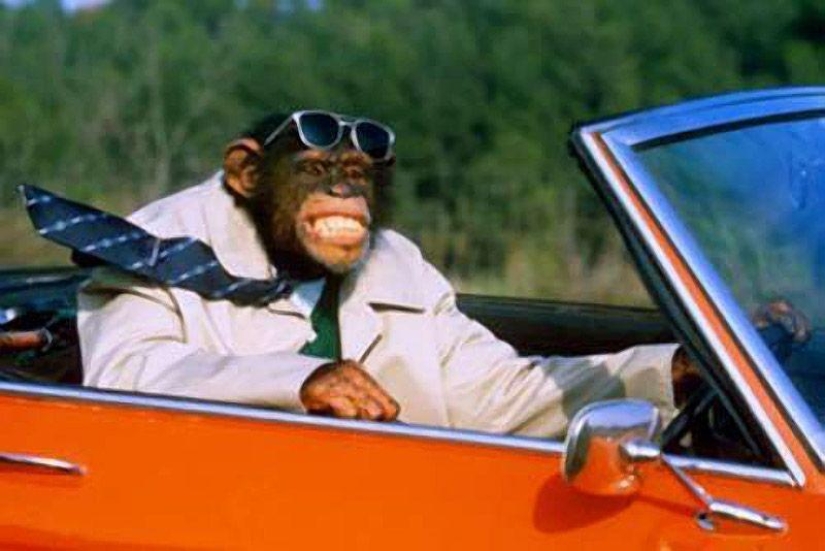 Animals on the go