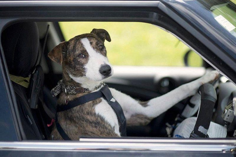 Animals on the go