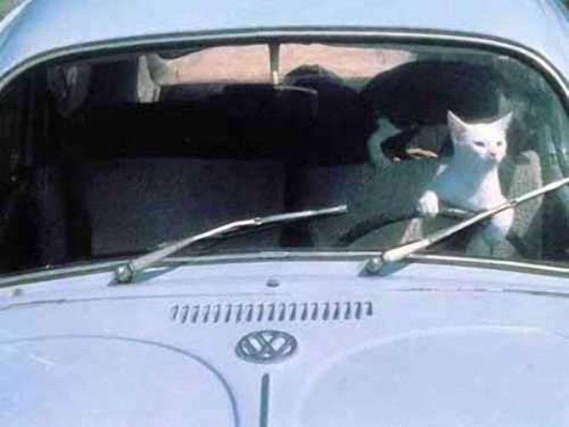 Animals on the go