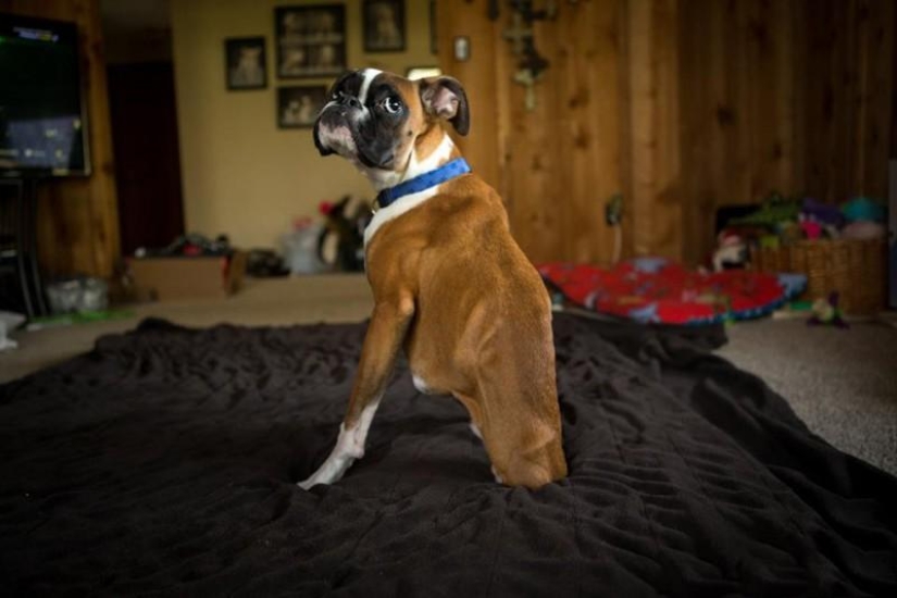 Animals that blew up the Internet Animals that blew up the Internet