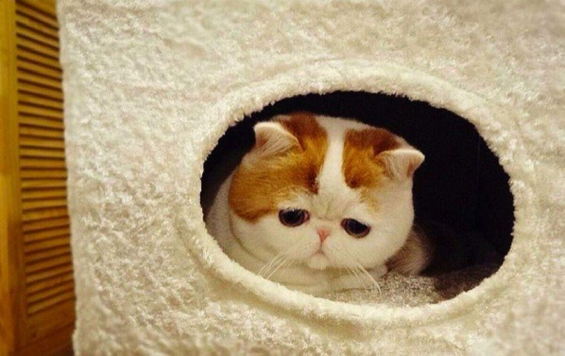 Animals that blew up the Internet Animals that blew up the Internet