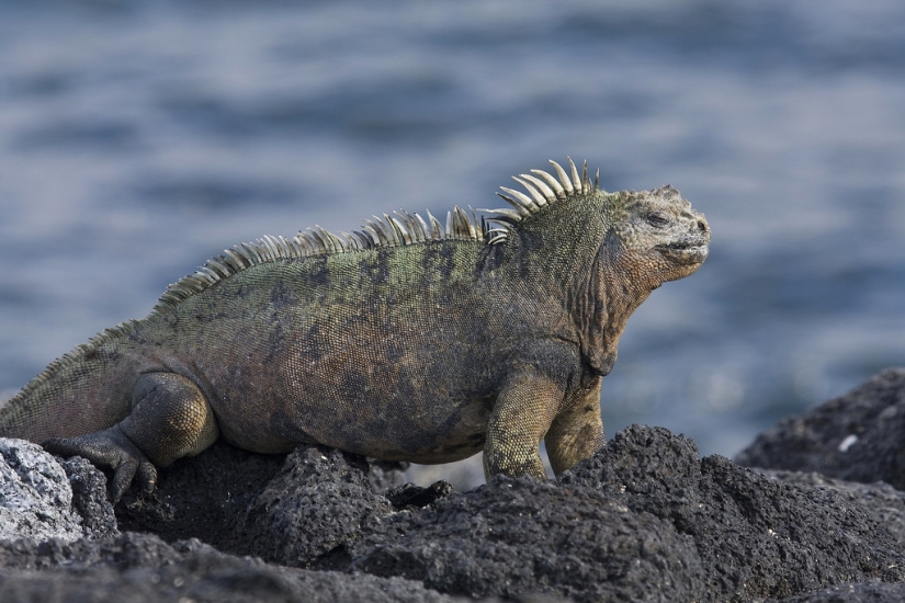 Animals that can only be found in certain parts of the world Animals that can only be found in certain parts of the world