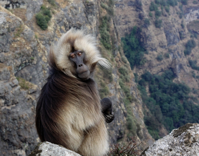 Animals that can only be found in certain parts of the world Animals that can only be found in certain parts of the world