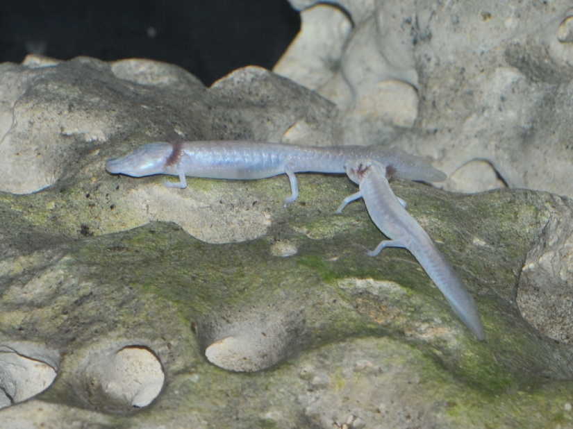 Animals that can only be found in certain parts of the world Animals that can only be found in certain parts of the world