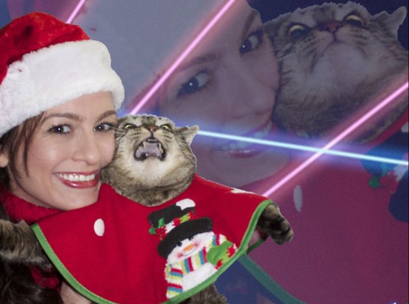 Animals that can't stand Christmas and New Year