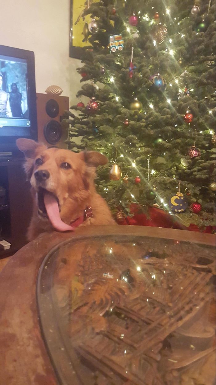 Animals that can't stand Christmas and New Year