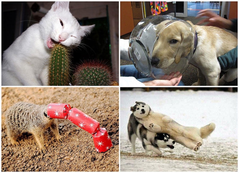 Animals that don&#39;t have a good day