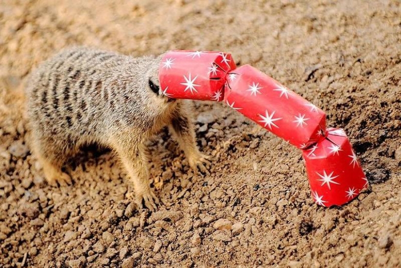 Animals that don&#39;t have a good day