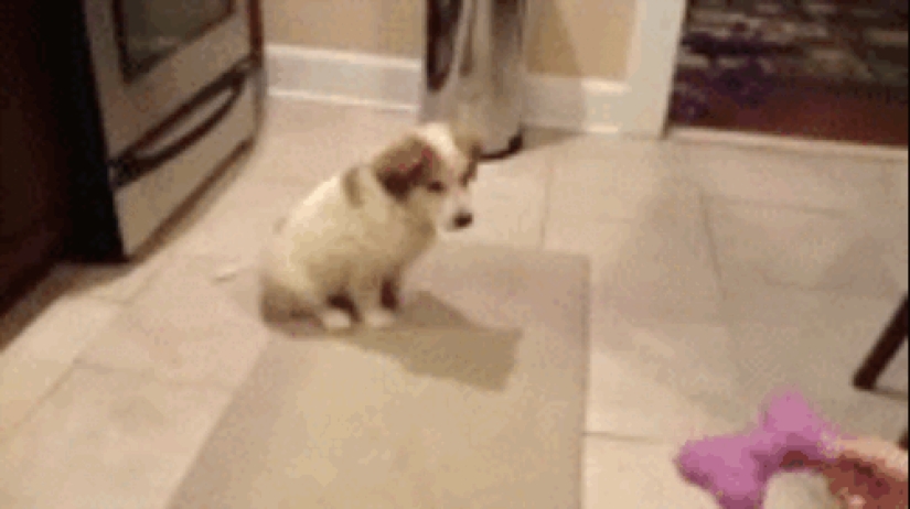 Animals that don&#39;t have a good day