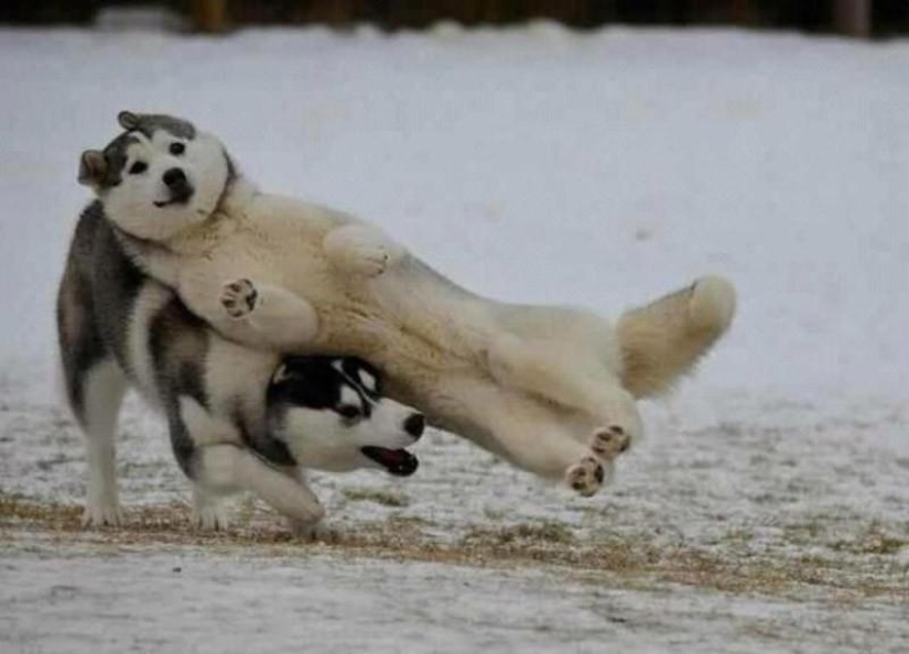 Animals that don&#39;t have a good day
