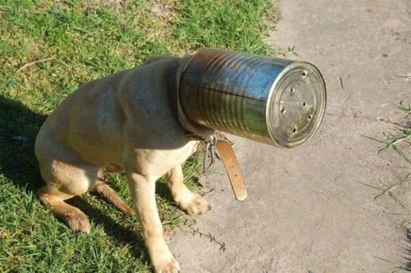 Animals that don&#39;t have a good day