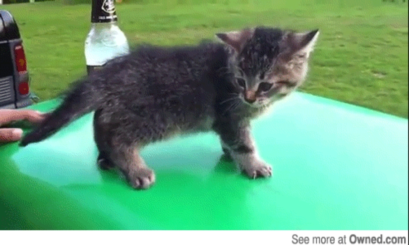Animals that don&#39;t have a good day