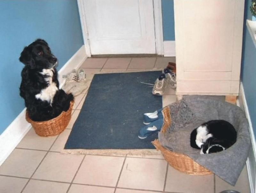 Animals that don&#39;t have a good day