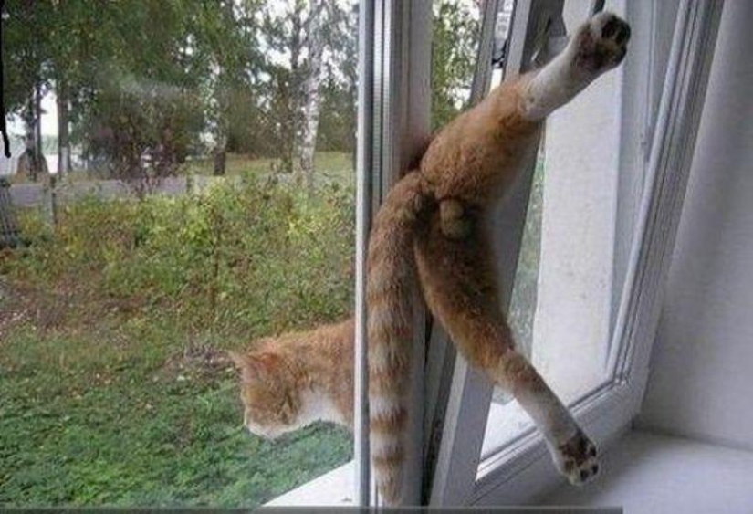 Animals that don&#39;t have a good day