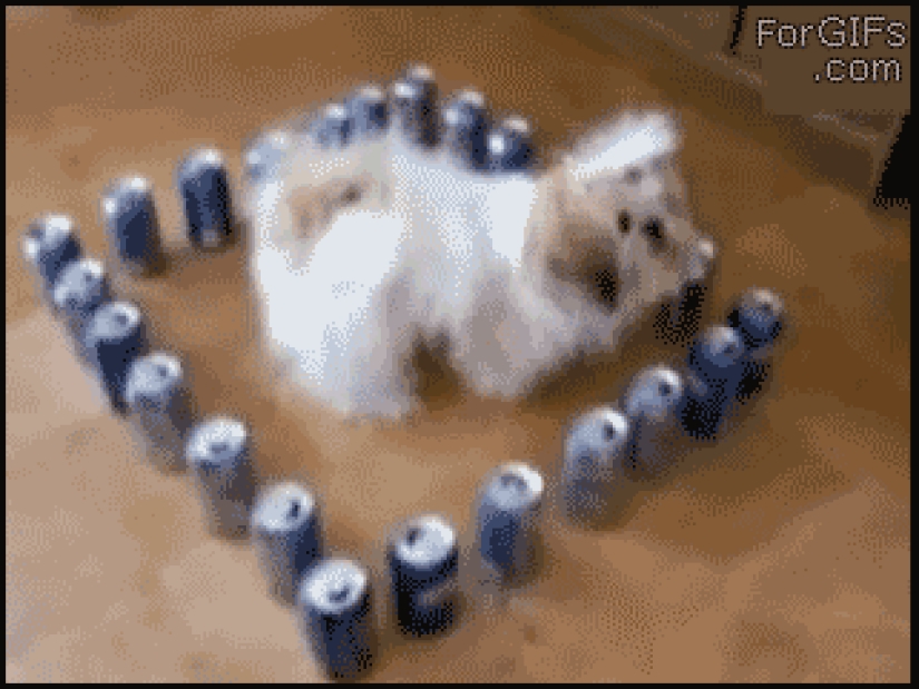 Animals that don&#39;t have a good day