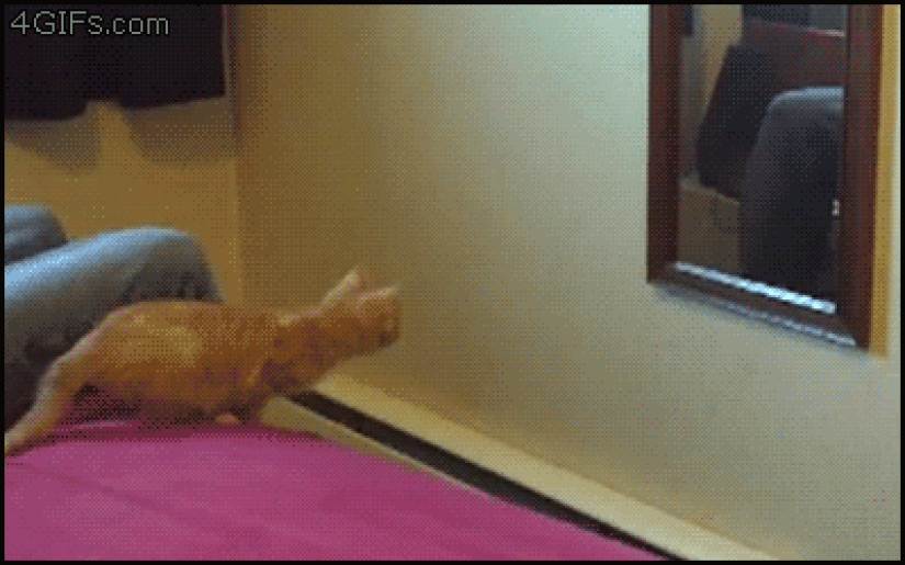 Animals that don&#39;t have a good day