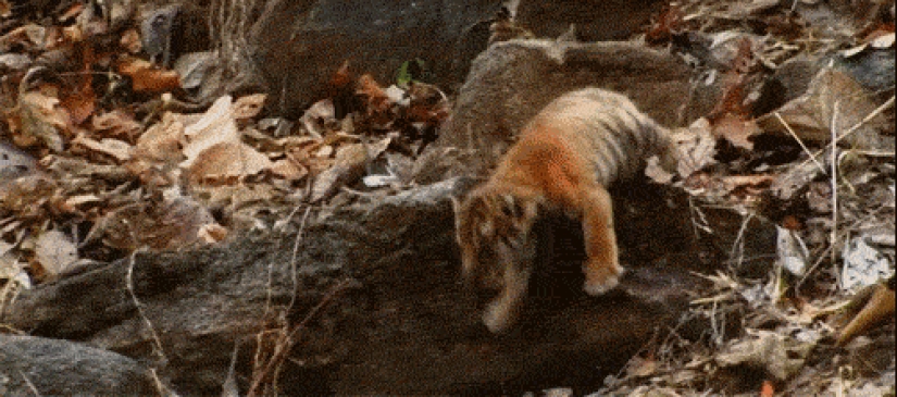 Animals that don&#39;t have a good day