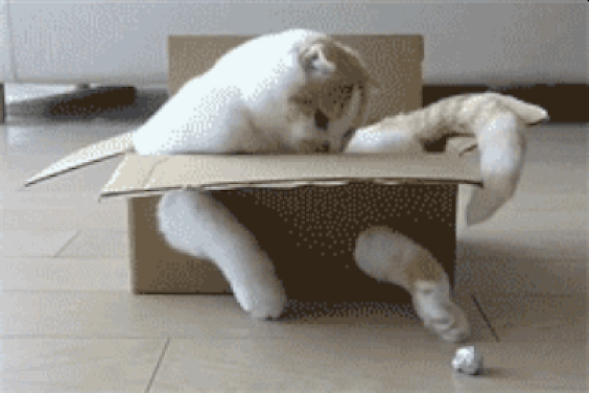 Animals that don&#39;t have a good day