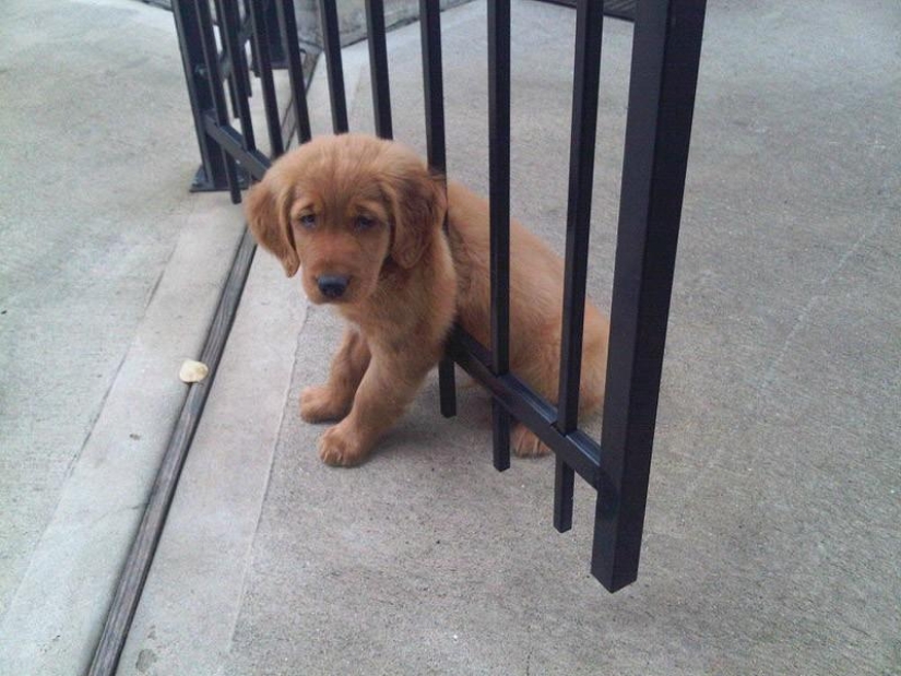Animals that don&#39;t have a good day