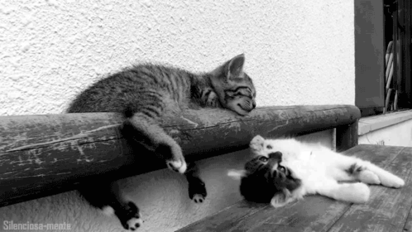 Animals that don&#39;t have a good day