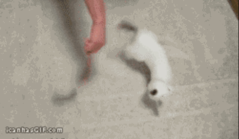Animals that don&#39;t have a good day