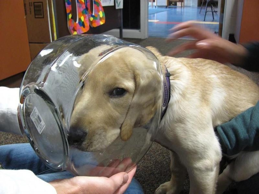 Animals that don&#39;t have a good day