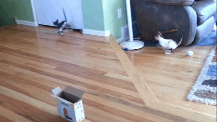 Animals that don&#39;t have a good day