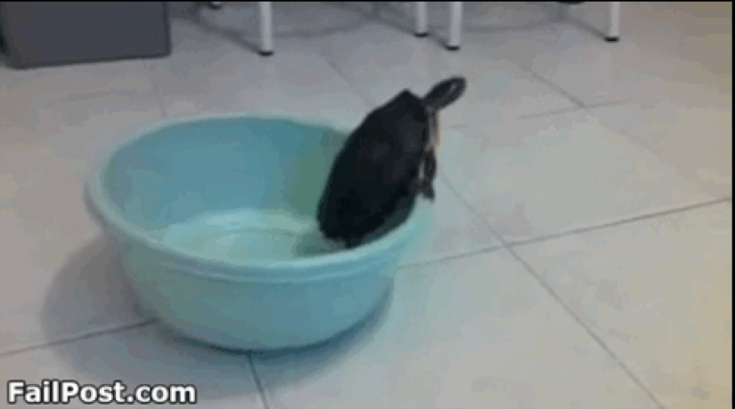 Animals that don&#39;t have a good day
