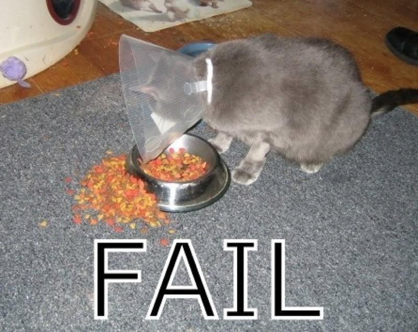 Animals that don&#39;t have a good day