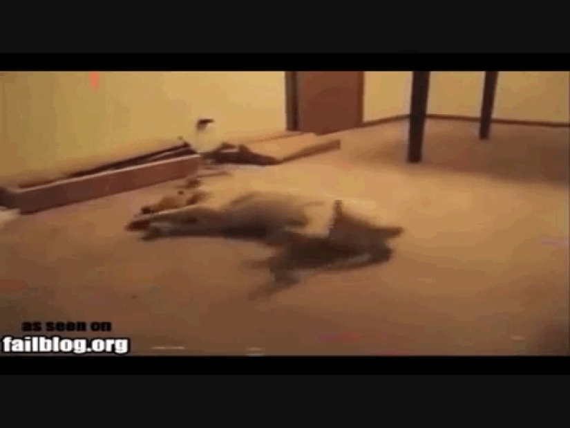 Animals that don&#39;t have a good day