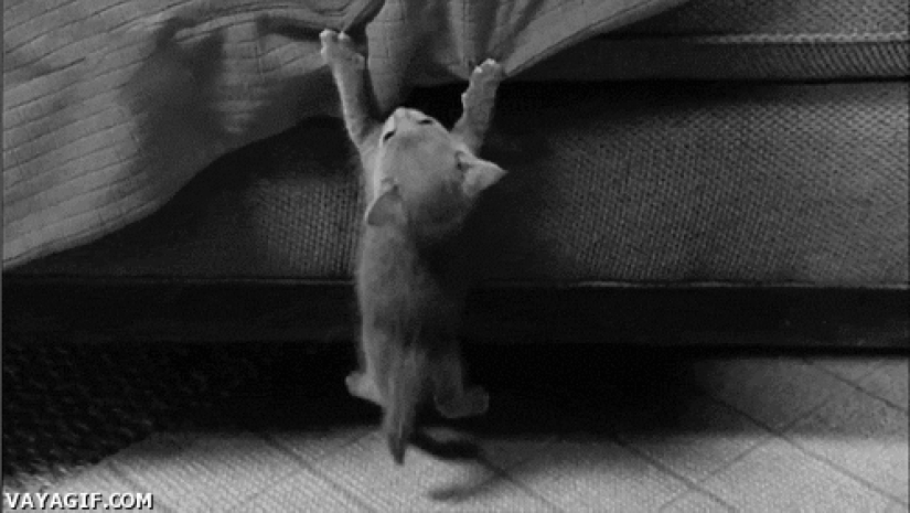 Animals that don&#39;t have a good day