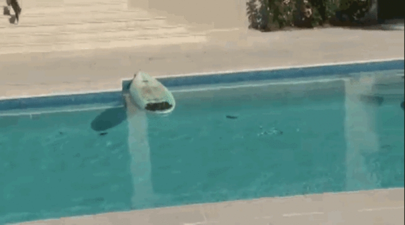 Animals that don&#39;t have a good day