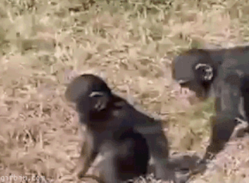 Animals that don&#39;t have a good day