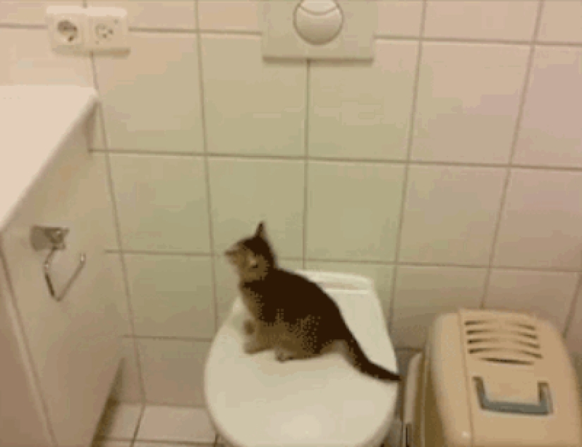 Animals that don&#39;t have a good day