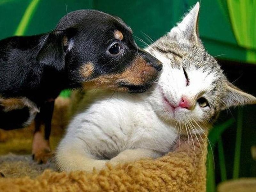 Animals that don&#39;t have a good day