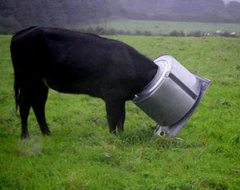 Animals that don&#39;t have a good day