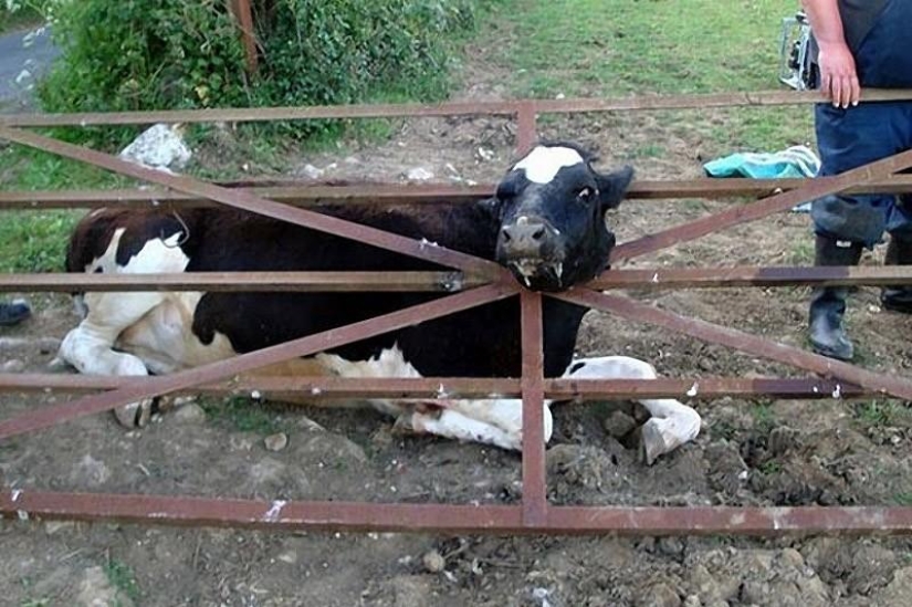 Animals that don&#39;t have a good day