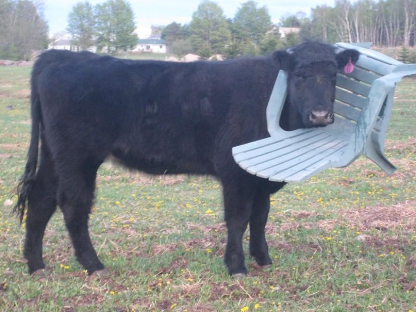 Animals that don&#39;t have a good day
