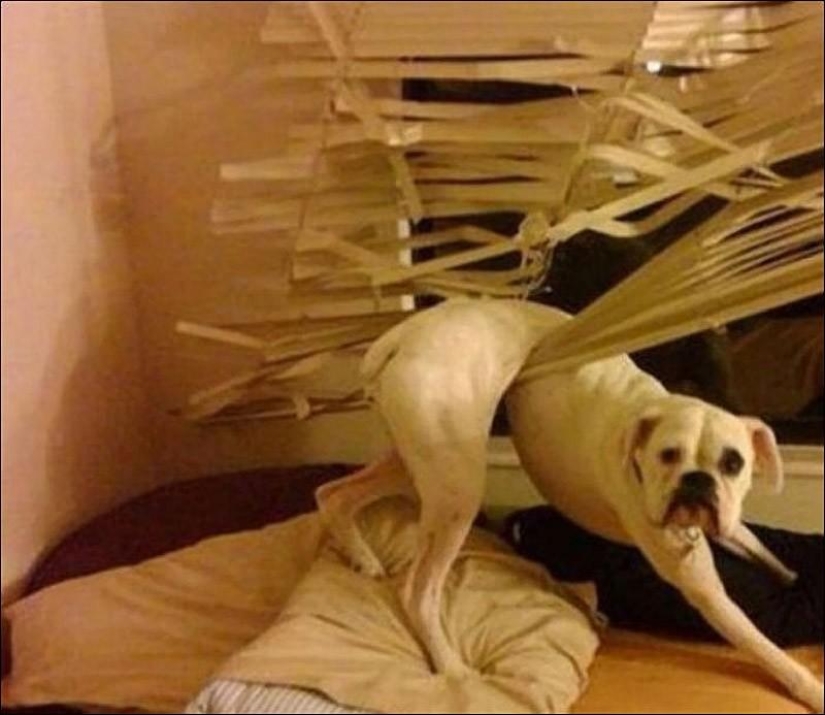 Animals that don&#39;t have a good day