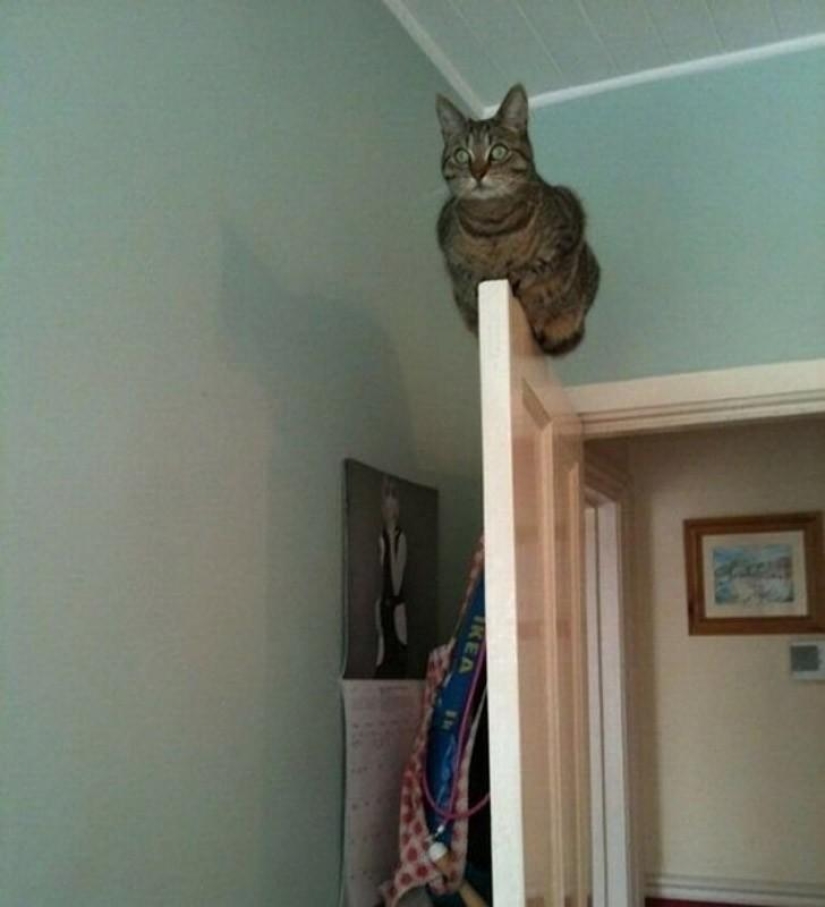 Animals that don&#39;t have a good day