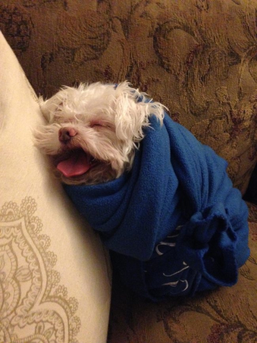 Animals that don't want to bathe