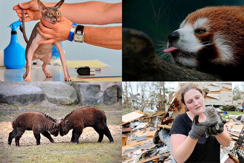 Animals that make news