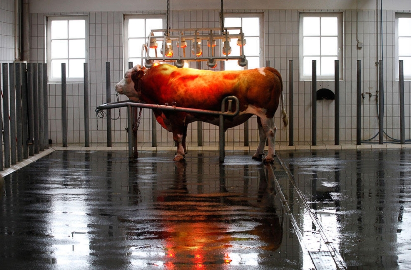 Animals that make news