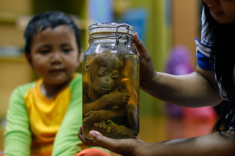 Animals that make news