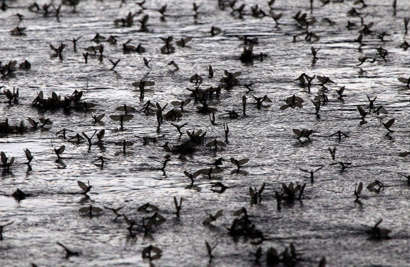 Animals that make news