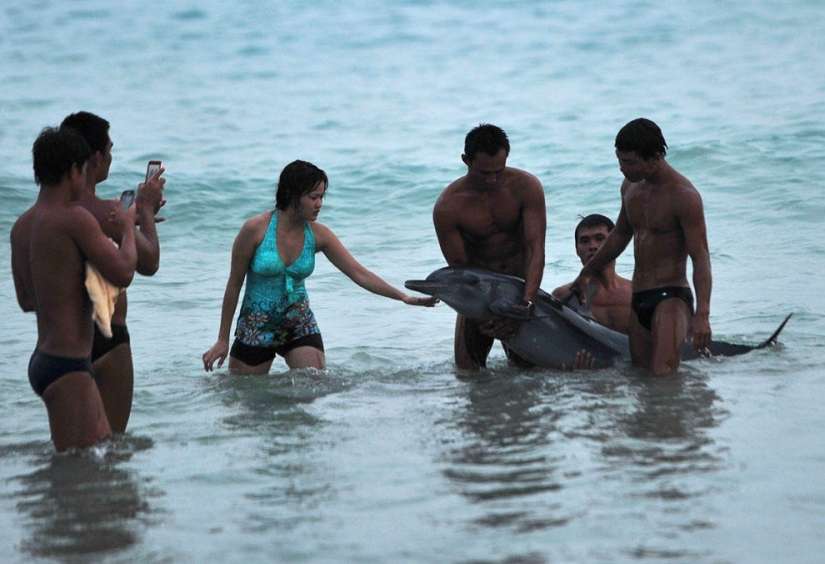 Animals that make news